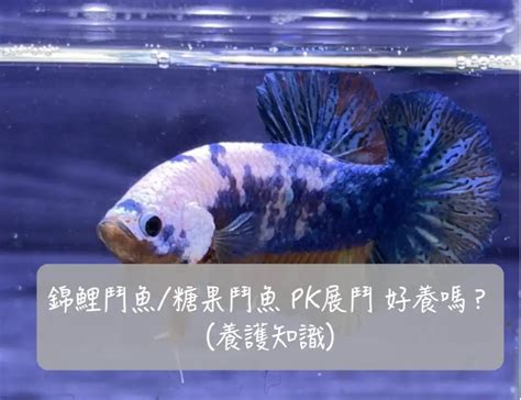 財位可以養鬥魚嗎|養鬥魚招財：7大注意事項